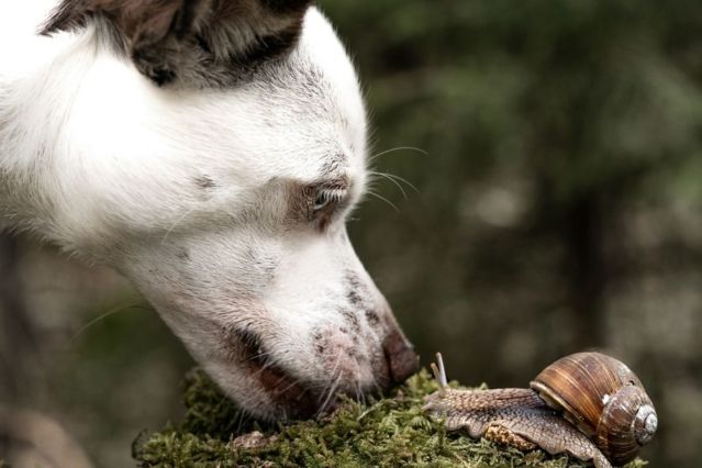 Rattenlungenwurm Tödliche Gefahr für Hunde